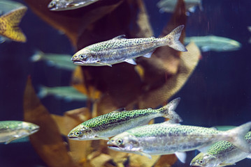 Young salmon