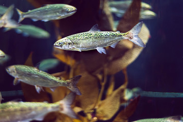 Young salmon