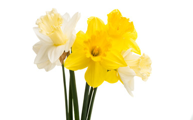 Naklejka na ściany i meble daffodil flower isolated