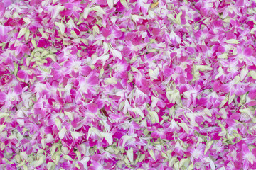 purple orchid flower stack abstract texture for background