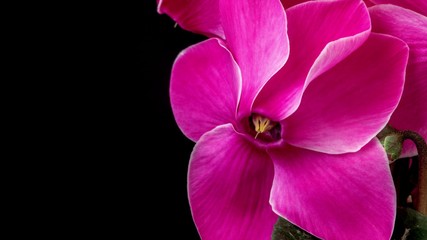 Orchards flower pink color background. Orchids beautiful nature