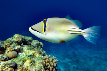 Plakat Picasso triggerfish (Rhinecanthus aculeatus) , coral fish on the coral reef.