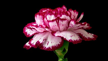 Carnation flower with white and purple petals close-up on a black background - obrazy, fototapety, plakaty