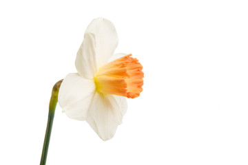 daffodil flower isolated