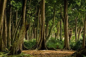Vlies Fototapete Wald Tropischer Wald auf Havelock Island, Andaman and Nicobar Islands, Indien