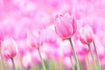 Obraz na płótnie Canvas Spring blossoming tulips in garden, springtime pink flowers field background, pastel and soft floral card, selective focus, shallow DOF, toned