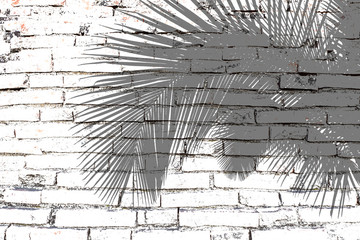 Reflets de palme sur vieux mur de briques 