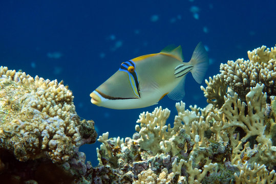 Hum Hum Fish รูปภาพHumuhumu – เลือกดูภาพถ่ายสต็อก เวกเตอร์ และวิดีโอ603 | Adobe Stock