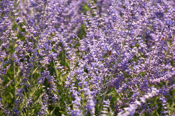 Fototapeta premium purple wild flowers close up