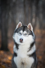 Husky dog in the autumn forest, closeup portrait