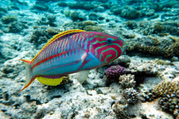 Fototapeta na wymiar Coral fish Thalassoma Klunzingeri (Wrasse) nearby a coral reef of the Red sea
