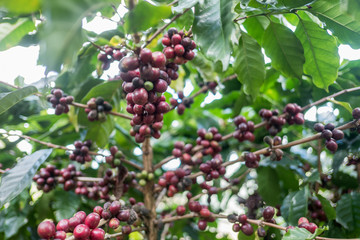 Arabicas Coffee bean on Coffee tree
