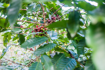 Arabicas Coffee bean on Coffee tree