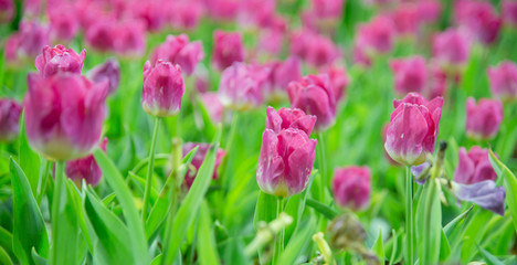 Tulips flower in the garden 