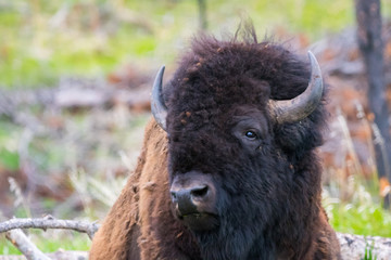 Fototapeta premium American Bison in the field of Custer State Park, South Dakota
