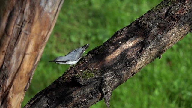 Slow Motion Video: Two Nuthatches jumping on a tree branch. Birds Eurasian Nuthatch or Wood Nuthatch (Sitta europaea). Four times slow