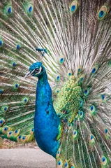 Fotobehang closeup of a male peacock with beautiful tail © berna_namoglu