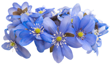 Fototapeta premium Hepatica nobilis