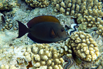 Lavender Tang coral Fish or Spot - Cheeked Surgeonfish
