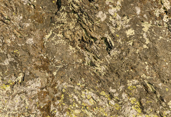 texture of grey and yellow lichen on rock