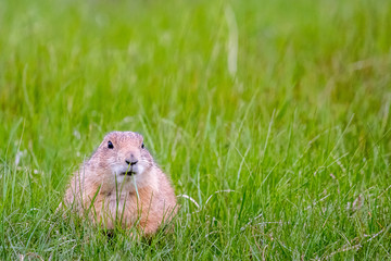Prairie Dogs in Custer State Park, South Dakota