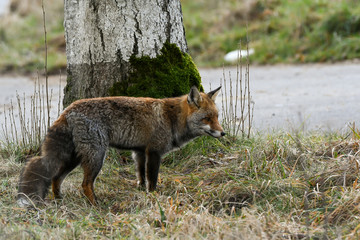 red fox crossing road