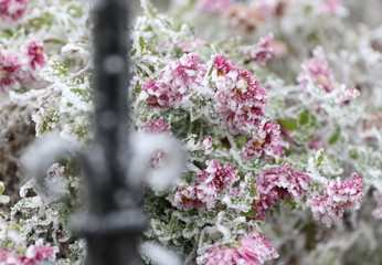 icy winter, white dream world