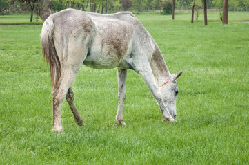 Obraz na płótnie Canvas white horse feeding on meadow