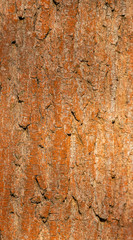 orange texture of tree bark