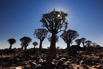 Silhouette of a quiver trees ,Aloe dichotoma, at orange sunset with carved branches on against the...