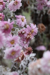 icy winter, white dream world