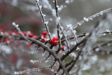 icy winter, white dream world