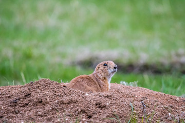 Prairie Dogs in Custer State Park, South Dakota