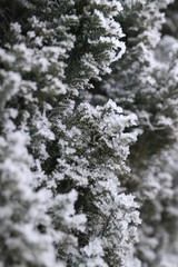 icy winter, white dream world