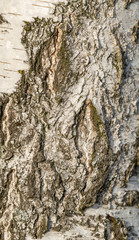 texture of white bark of birch tree