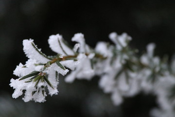 icy winter, white dream world