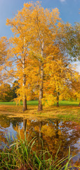 Fototapeta na wymiar Old aspen trees with autumn leaves on lake shore