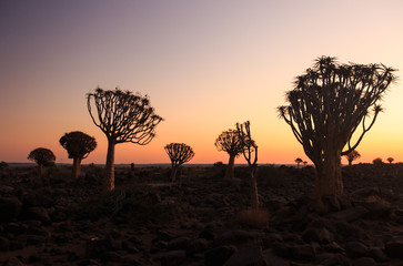 Fototapeta na wymiar Silhouette of a quiver trees ,Aloe dichotoma, at orange sunset with carved branches on against the sun looking like a graphic design. Namibia.