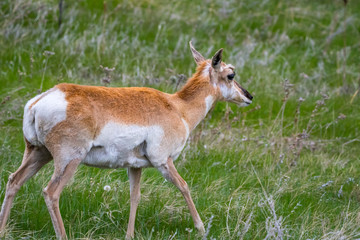 Pronghorn in the field of Custer State Park, South Dakota