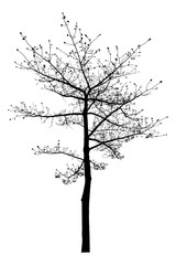 The dead tree that is completely separated from the background with perfection Can be used in many ways