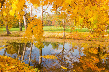 Trees on shores of small lake in autumn park