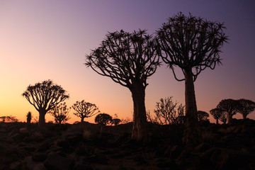 Naklejka na ściany i meble Silhouette of a quiver trees ,Aloe dichotoma, at orange sunset with carved branches on against the sun looking like a graphic design. Namibia.