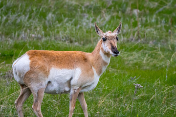 Pronghorn in the field of Custer State Park, South Dakota