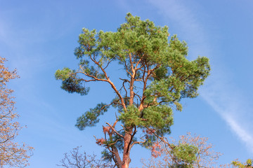 Top of single old pine against the sky