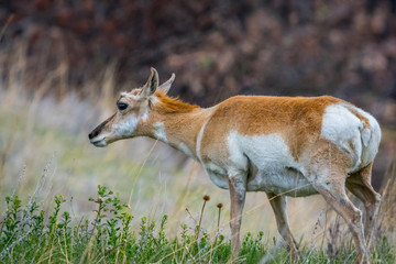 Pronghorn in the field of Custer State Park, South Dakota