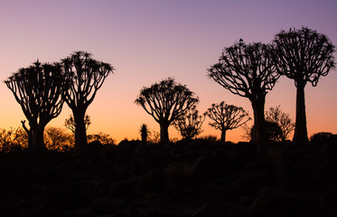 Fototapeta na wymiar Silhouette of a quiver trees ,Aloe dichotoma, at orange sunset with carved branches on against the sun looking like a graphic design. Namibia.