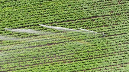Aerial footage of working irrigation sprincler on an agricultural field