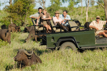 Group of tourists in jeep looking at African buffaloes (Syncerus caffer)