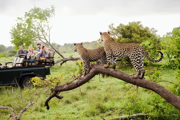 Fotobehang Two leopards on tree watching tourists in jeep back view © moodboard