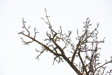 Fototapeta na wymiar old tree branch isolated on white background